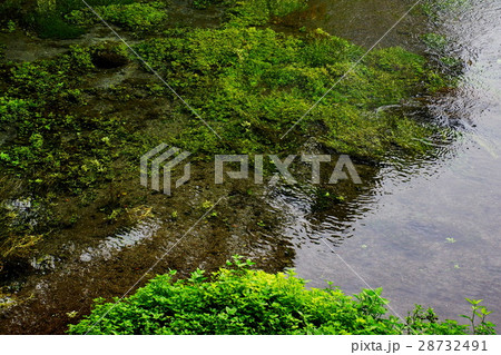 柿田川湧水群 第一展望台 ・ 水源 ( 名水百選 ) 静岡県 駿東郡 清水町 柿田川湧水群 第一展望台 ・ 水源 ( 名水百選 ) 静岡県 駿東郡 清水町 28732491