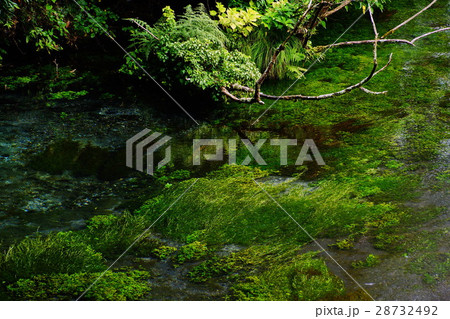 柿田川湧水群 第一展望台 ・ 水源 ( 名水百選 ) 静岡県 駿東郡 清水町 柿田川湧水群 第一展望台 ・ 水源 ( 名水百選 ) 静岡県 駿東郡 清水町 28732492