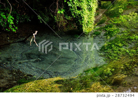 柿田川湧水群 第一展望台 ・ 水源 ( 名水百選 ) 静岡県 駿東郡 清水町 柿田川湧水群 第一展望台 ・ 水源 ( 名水百選 ) 静岡県 駿東郡 清水町 28732494