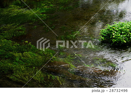 柿田川湧水群 第一展望台 ・ 水源 ( 名水百選 ) 静岡県 駿東郡 清水町 柿田川湧水群 第一展望台 ・ 水源 ( 名水百選 ) 静岡県 駿東郡 清水町 28732496
