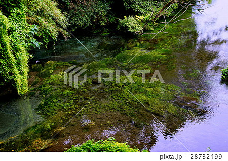 柿田川湧水群 第一展望台 ・ 水源 ( 名水百選 ) 静岡県 駿東郡 清水町 柿田川湧水群 第一展望台 ・ 水源 ( 名水百選 ) 静岡県 駿東郡 清水町 28732499
