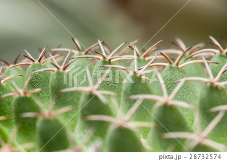 Mammillaria, Cactus Mammillaria, Cactus 28732574