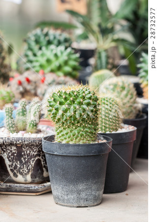 Mammillaria, Cactus 28732577