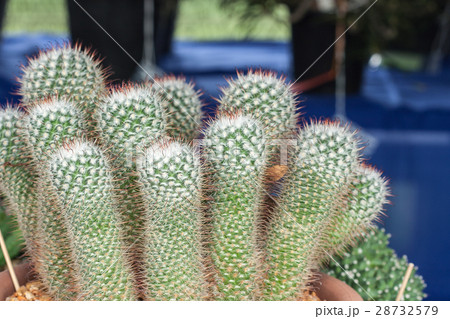 Mammillaria, Cactus Mammillaria, Cactus 28732579