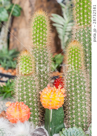 Mammillaria, Cactus Mammillaria, Cactus 28732581