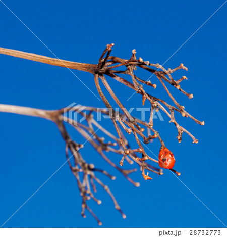 No berries of a guelder-rose No berries of a guelder-rose 28732773