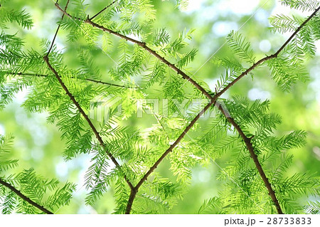 針葉樹の葉 ラクウショウの写真素材
