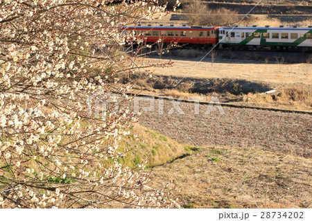 烏山線「春の訪れ・小春日和」 28734202