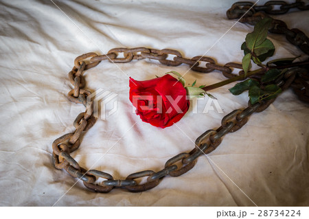 Still Life Metaphorical roses . 28734224