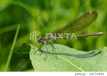 ニホンカワトンボ（メス） 28734663