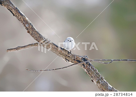 シマエナガ Long tailed tit titmouse 28734814