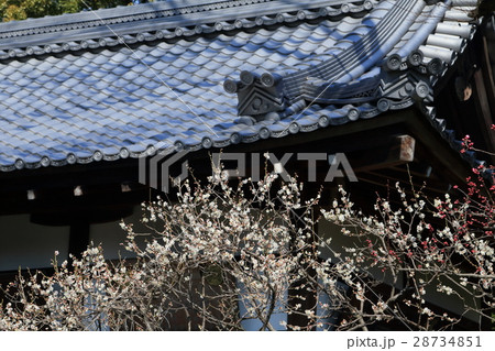 京都　城南宮　梅 28734851