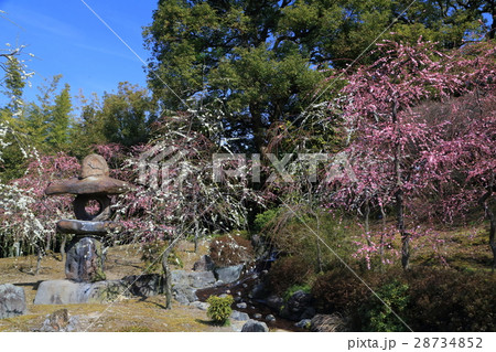 京都　城南宮　梅 28734852