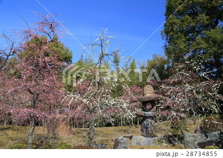 京都 城南宮 梅 京都 城南宮 梅 28734855