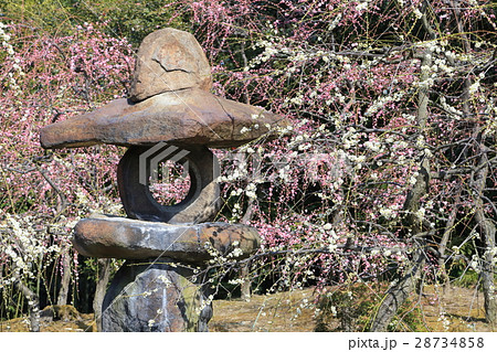 京都　城南宮　梅 28734858