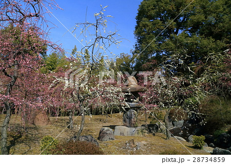 京都 城南宮 梅 京都 城南宮 梅 28734859