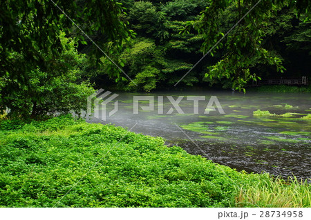 柿田川湧水群　八つ橋 ・ 柿田川　（ 名水百選 ）　静岡県 駿東郡 清水町 28734958