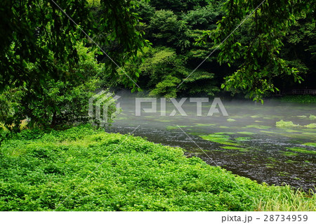 柿田川湧水群　八つ橋 ・ 柿田川　（ 名水百選 ）　静岡県 駿東郡 清水町 28734959