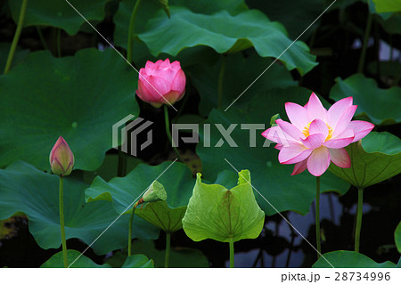 秋田市千秋公園の蓮の花の写真素材