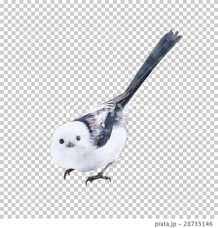 Shimanega長尾山雀山雀 28735146