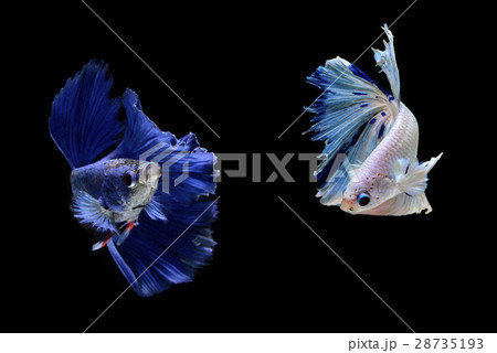 Siamese fighting fish 28735193
