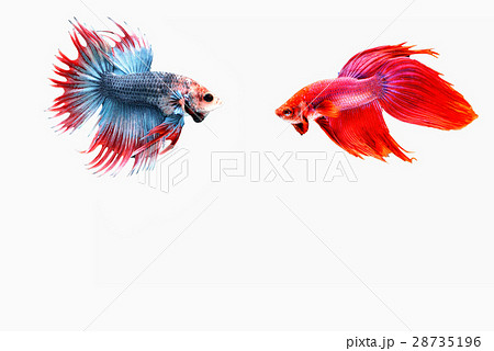 Siamese fighting fish 28735196