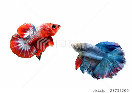 Siamese fighting fish Siamese fighting fish 28735200