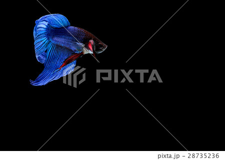 Siamese fighting fish Siamese fighting fish 28735236