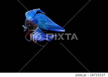 Siamese fighting fish Siamese fighting fish 28735237
