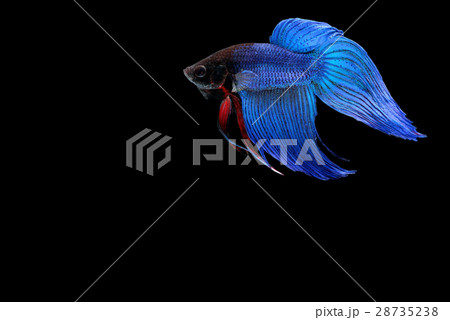 Siamese fighting fish Siamese fighting fish 28735238