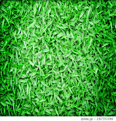 Beautiful green grass texture Beautiful green grass texture 28735390