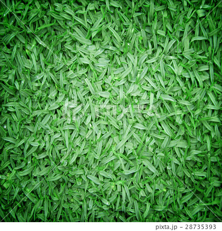Beautiful green grass texture Beautiful green grass texture 28735393