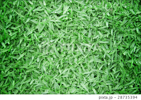 Beautiful green grass texture 28735394