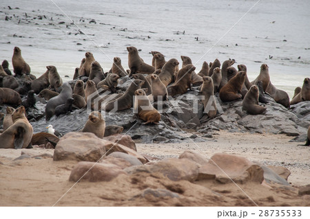 野生のアザラシの群れ(ケープクロス、ナミビア) 野生のアザラシの群れ(ケープクロス、ナミビア) 28735533