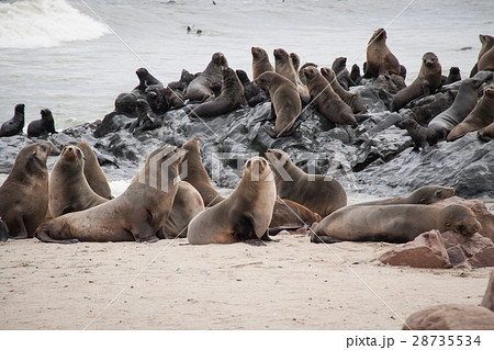 野生のアザラシの群れ（ケープクロス、ナミビア） 28735534