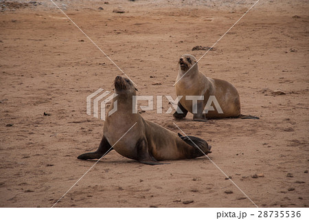 野生のアザラシ（ケープクロス、ナミビア） 28735536