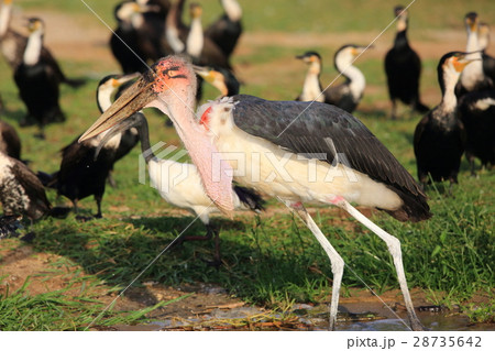 アフリカハゲコウ アフリカハゲコウ 28735642