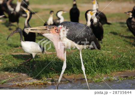 アフリカハゲコウ 28735644