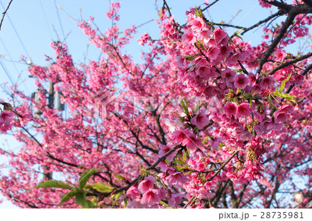 陽明山 桜 さくら 28735981