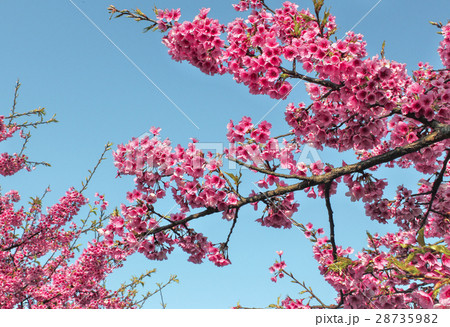 陽明山 桜 さくら 28735982