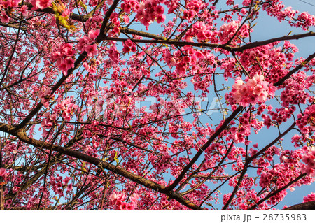 陽明山 桜 さくら 28735983