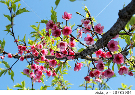 陽明山 桜 さくら 28735984