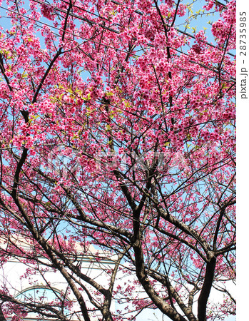 陽明山 桜 さくら 28735985