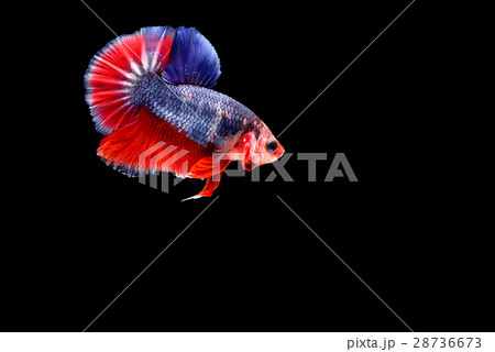 Fighting fish Photography Fighting fish Photography 28736673