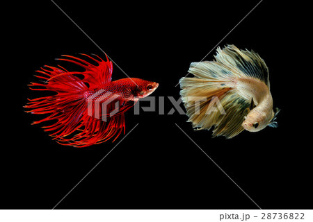 Siamese fighting fish Siamese fighting fish 28736822