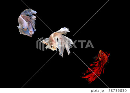 Siamese fighting fish Siamese fighting fish 28736830