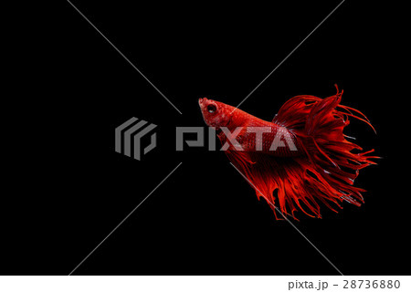 Siamese fighting fish Siamese fighting fish 28736880