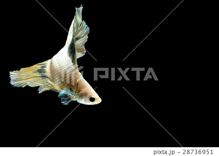 Fighting fish Photography 28736951