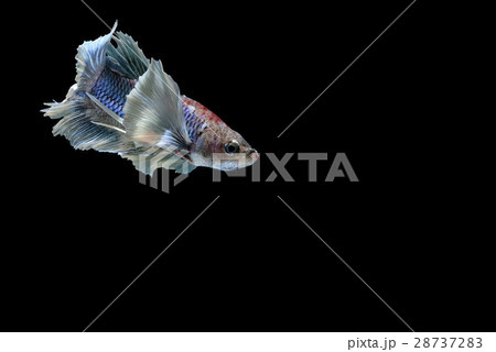 Fighting fish Photography 28737283