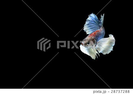 Fighting fish Photography Fighting fish Photography 28737288